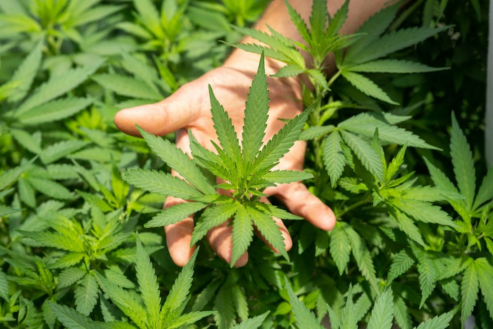 Crystalweed cannabis nFumIdf3IHE unsplash e1770890200979