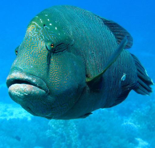 Humphead wrasse